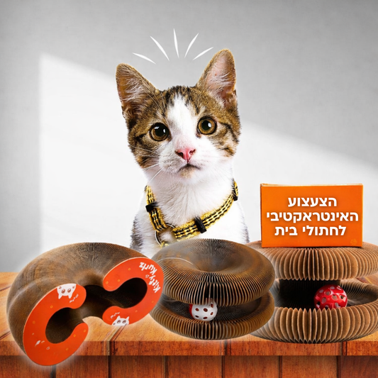 Kitty Loop צעצוע גירוי לחתולים