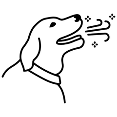 נשימה רעננה ובריאה